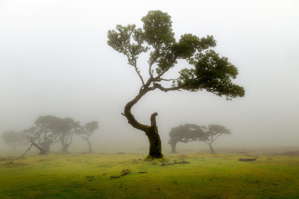 Fanal Forest, Madeira