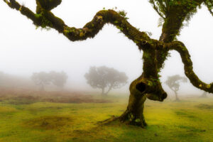 Fanal Forest, Madeira