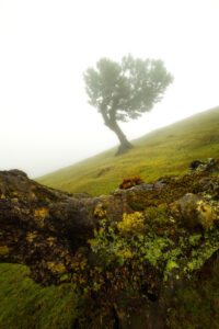 Fanal Forest, Madeira