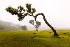 Fanal Forest, Madeira