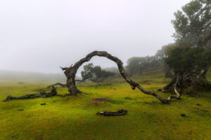 Fanal Forest, Madeira