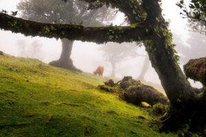 Fanal Forest, Madeira