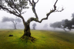 Fanal Forest, Madeira